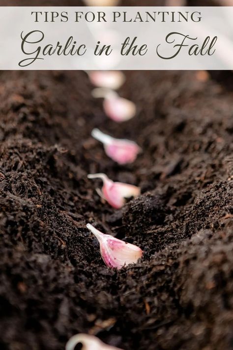 Planting Garlic From Cloves, Planting Garlic Cloves, Planting Garlic In Fall, Curing Garlic, Garlic Garden, Mushroom Compost, Homestead Gardening, Saving Seeds, Pallet Gardening