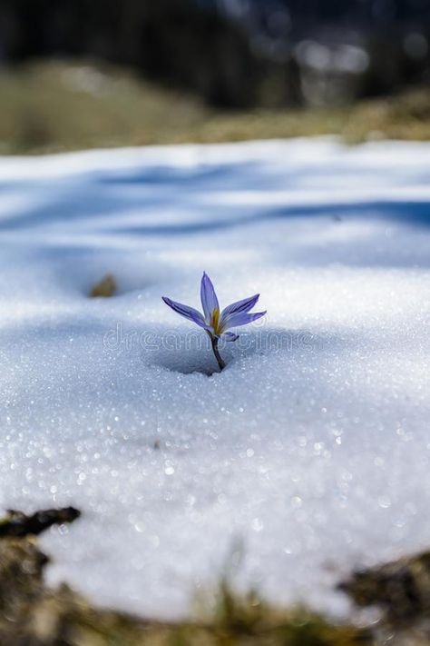 Crocus. Sprouts through the snow , #SPONSORED, #Crocus, #Sprouts, #snow #ad Crocus In Snow, Poster Design Inspiration, Queen Annes Lace, Passion Flower, Peach Blossoms, Apple Blossom, Delphinium, Design Display, New Growth