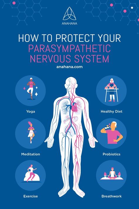 How to Protect Your Parasympathetic Nervous System Nerves System, Fall Prevention Exercises, Balance Activities, Activities For Seniors, Essential Tremors, Physiotherapy Clinic, Yoga Anatomy, Human Body Anatomy, Parasympathetic Nervous System