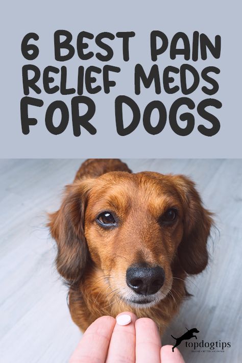 Aspirin For Dogs, Meds For Dogs, Dog Remedies, Medication For Dogs, House Training Dogs, Dog Health Tips, Sick Dog, Dog Health Care, Pet Hacks