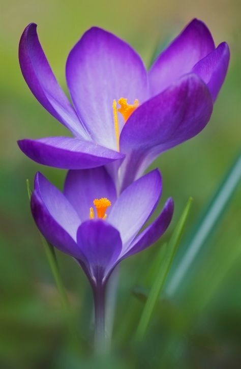 Crocus Birthday Month Flowers, Websites For Photographers, Crocus Flower, Inspiring Photography, Photography Websites, Wallpaper Nature Flowers, Get Motivated, Flower Art Images, Flower Art Painting