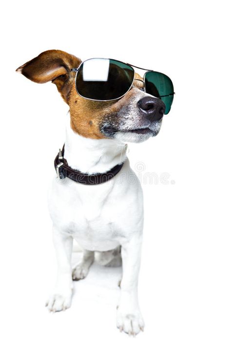 Dog With Shades, Small Dog, A A, Adobe Stock, Funny Dogs, Stock Images, Shades, Stock Photos, Sunglasses