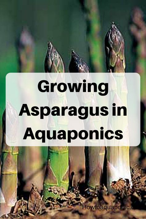 Aquaponic Herb Garden, Permaculture Aquaponics, Aesthetic Aquaponics, Best Plants For Aquaponics, Fish Garden Aquaponics System, Commercial Aquaponics, Growing Asparagus, Aquaponics Greenhouse, Backyard Aquaponics