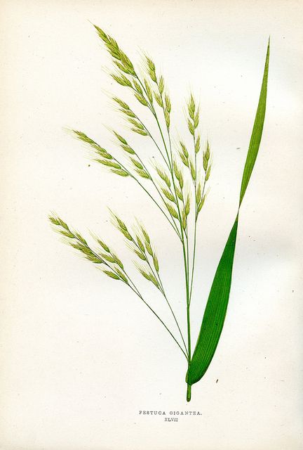 tall bearded fescue plate xlvii by dd21207, via Flickr some rights reserved Natural History Illustration, History Illustration, Botanical Illustration Vintage, Illustration Botanique, Warm Colour Palette, 수채화 그림, Scientific Illustration, Delicate Beauty, Botanical Illustrations