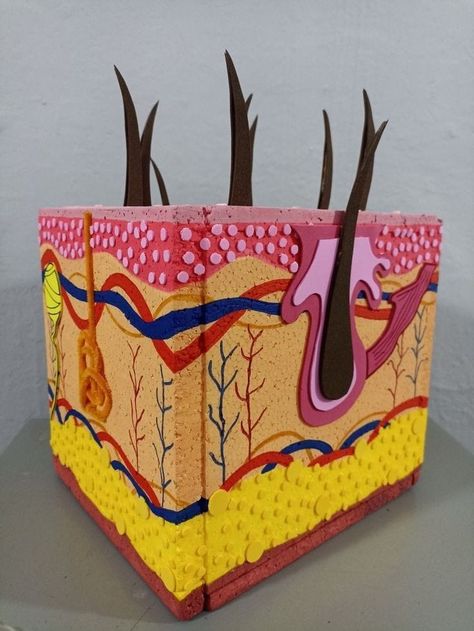 Skin Cell Model Project, Skin Layers Anatomy Project, Skin Model Project Diy, Integumentary System Project, Cell Model Project, Human Body Science Projects, Science Project Models, Science Exhibition Projects, Skin Anatomy