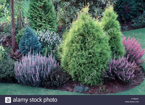 Tudor Landscaping, Border Trees, Heather Garden, Shrub Border, Heather Gardens, Chicago Bungalow, Northwest Landscaping, Flower Borders, Evergreen Garden