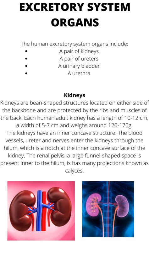 Excretory System Notes, Excretory System Diagram, Cardiac Notes, Body Knowledge, Fitness Knowledge, Anatomy Notes, Med School Study, Bio Notes, Excretory System