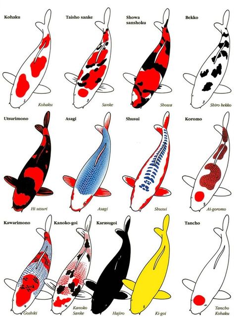 different types of Koi chart                                                                                                                                                     More Koi Fish Colors, Karp Koi, Ikan Air Tawar, Koi Painting, Koi Fish Drawing, Koi Art, Koi Tattoo, Carpe Koi, Koi Fish Pond