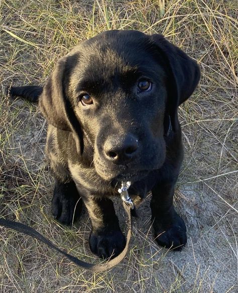 Labrador Black, Big Dogs Breeds, Biggest Dog In The World, Black Labrador Puppy, Labrador Noir, Biggest Dog, Dogs Breeds, Black Labrador Retriever, Giant Dogs