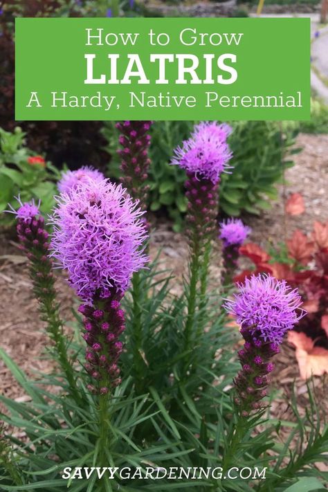 All About Growing Liatris Spicata. This is a hardy perennial with four-season interest! These native flowers are also known as Dense Blazing Star, Blazing Star, and Gayfeather. They feature beautiful blooms and these native plants are good for the local environment. Native plants attract good insects and butterflies! Learn how to grow Liatris Spicata here with this easy flower guide. Liatris Spicata Kobold, Dense Blazing Star, Gayfeather Plant, Liatris Flower, Liatris Spicata, Chamomile Growing, Blazing Star, Native Plant Gardening, Native Flowers