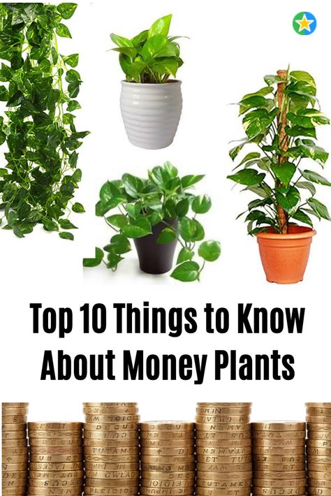 Money Plant Indoor Decor Ideas, Indoor Money Plant Decor Ideas, Money Plant Aesthetic, Plants For Prosperity, Plants That Attract Money, Money Plant Decor Ideas, Money Plant Decor Indian Indoor, Money Tree Plant Meaning, Money Plant Decor Indian