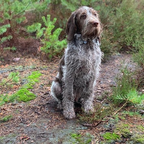 Italian Spinone, Spinone Italiano, German Wirehaired Pointer, Wet Dog, Dream Dog, Dog Day, Pretty Dogs, Dog Walking, Dog Days