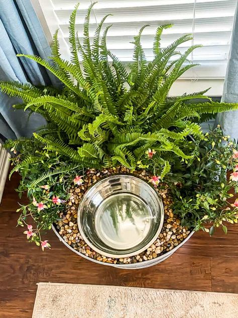 Water Bowl Planter, Planter Box Ideas, Dog Bowl Holder, Dog Water Bowl, Bowl Planter, Dog Bowl Stand, Short Plants, Dog Water Bowls, Rock Decor