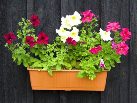 25 Beautiful Backyard Ideas for Growing Petunias in Containers Growing Petunias, Country Bathroom Designs, Petunia Flower, Simple Bathroom Designs, Traditional Bathroom Designs, Indoor Flowering Plants, European Garden, Rustic Bathroom Designs, Planter Ideas