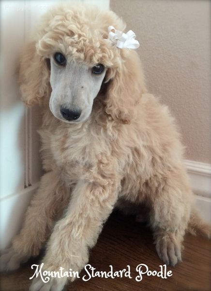 Poodles Standard, Standard Poodle Puppies, Poodle Standard, Poodle Puppy Standard, Poodle Dogs, Poodle Cuts, Poodle Puppies For Sale, Puppy Cut, Poodle Grooming