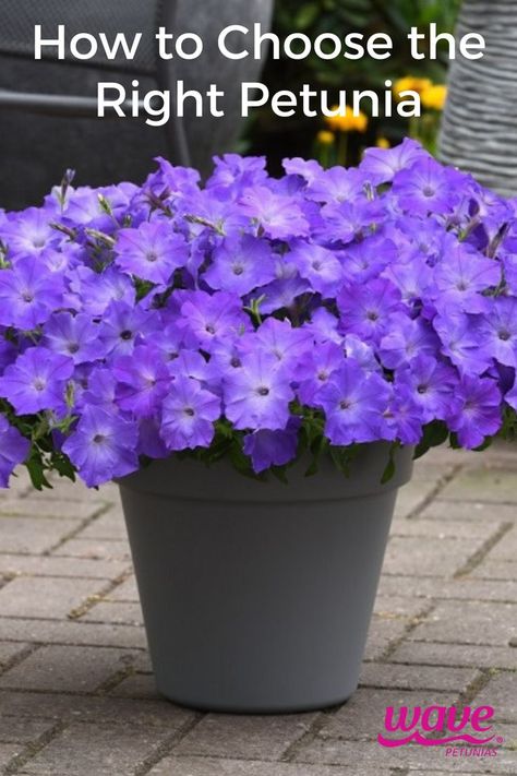 lavender sky blue petunias in a planter Wave Petunias Planter, Tidal Wave Petunias, Petunia Planter, Wave Petunias, Types Of Waves, Petunia Plant, Easy Waves, Petunia Flower, Shock Wave