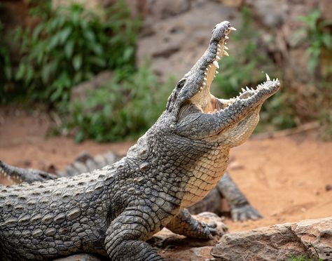 Nile Crocodile Photography, Louisiana Scenery, Mashup Animals, Crocodile Photo, Crocodile Facts, Alligator Art, Crocodile Tattoo, Nile Crocodile, Tattoo Nature