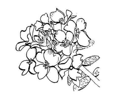 Alyssum House Alyssum Flowers Drawing, Alyssum Flowers, Tattoo Board, Dark Art Tattoo, Media Images, Fashion Baby, Awesome Stuff, Flower Drawing, Tattoo Drawings