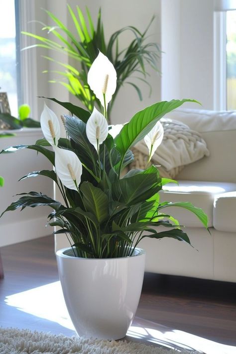 Inside Plants Decor, Houseplant Decor, Indoor Plants Decor, Front Porch Plants, Houseplants Decor, Light Pants, Tattoo Plant, Houseplants Low Light, Houseplant Care