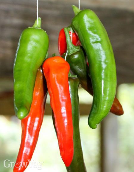 Preserve Peppers, Preserving Peppers, Gardening Seeds, Serrano Peppers, Dried Chili Peppers, Chile Peppers, Gardening Guide, Canning Food Preservation, Dry Tortugas