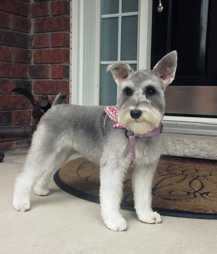 Schnauzer Cut, Schnoodle Puppy, Puppy Haircut, Schnauzer Grooming, Dog Grooming Styles, Mini Schnauzer Puppies, Schnauzer Puppies, Daisy Dog, Puppy Grooming