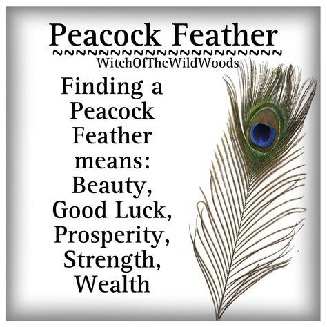 Finding Feathers Meaning, Brown Feather Meaning, Peacock Feather Meaning, Animals Symbolism, Feather Color Meaning, Feather Magic, Native American Facts, Finding Feathers, Feather Symbolism