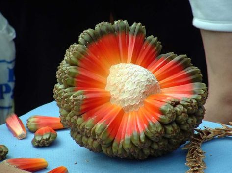 Weird Fruit, Vegetable Rack, Wood Apples, Strange Fruit, All Fruits, Tree Seeds, Lily Pond, Exotic Fruit, Tropical Fruits