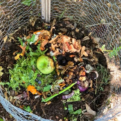 How to Maintain Your Compost Bin Compost For Garden, Composting For Beginners, Compost Bin Pallet, Lemon Juice Uses, Black Soil, How To Make Compost, Acid Loving Plants, Waste Collection, Yard Waste