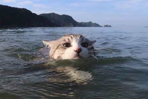 This Kitty Is Physically Unable To Have A Bad Photo Taken Of Him Cat Swimming, Cat Reference, 강아지 그림, Cat Aesthetic, Silly Cats, Warrior Cats, Pretty Cats, 귀여운 동물, Cat Pics