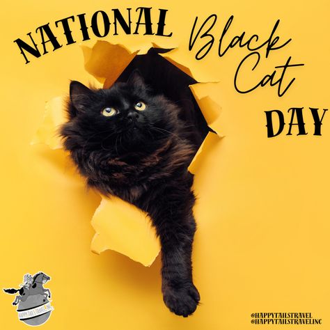 Happy National Black Cat Day! 

#HappyTailsTravel #NationalBlackCatDay #pettravel #travelwithpets #catsofpinterest #blackcats #catsthattravel Facts About Black Cats, National Black Cat Day, Black Cat Bad Luck, Black Cat Day, National Cat Day, Black Cat Memes, Happy Tails, Shipping Services, Pet Owner