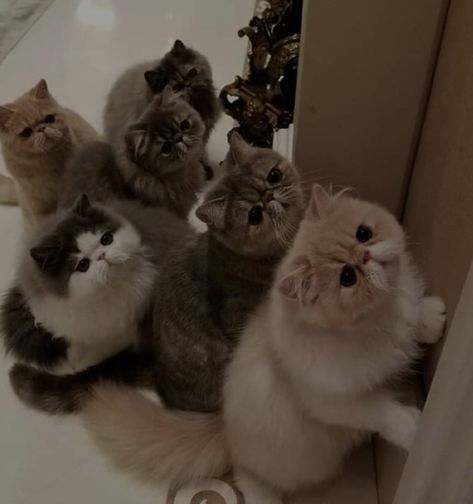 #kittens #cats #cat Anime Cat Art, Aesthetic Cat Drawing, Exotic Shorthair Cat, House Cats, Food Cat, Cat Obsession, Cat Lounge, Persian Kittens, Cat Anime