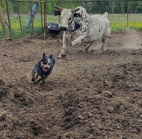 Aussie Cattle Dog, Austrailian Cattle Dog, Blue Heeler Dogs, Red Heeler, Australian Cattle Dogs, Aussie Dogs, Farm Dogs, Horse Trailer, Sporting Dogs