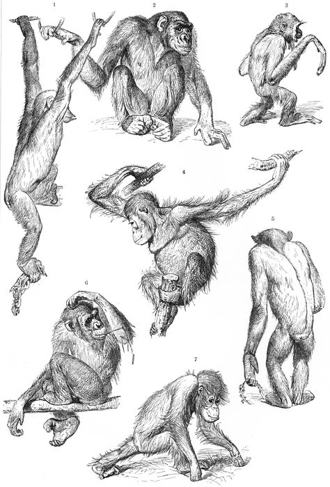 Sketched Animals, Monkey Drawing, Monkey Tattoos, Greyhound Art, Monkey Art, Animal Study, Pet Monkey, Baboon, Scientific Illustration