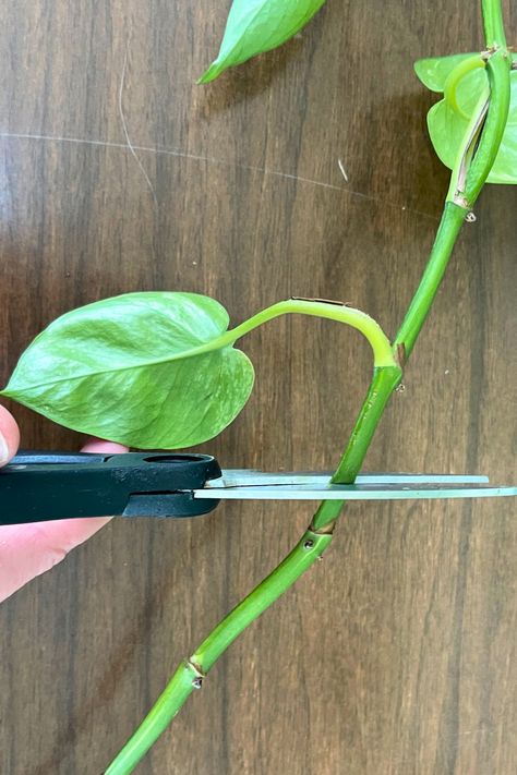 How to Propagate a Pothos Plant - Rooted Wings Co How To Propagate Golden Pothos, Golden Pothos Decor, Pothos Climbing Ideas, Ivy Propagation, Propagating Pothos, Propagate Pothos, Pathos Plant, Pothos Plant Care, Houseplant Care