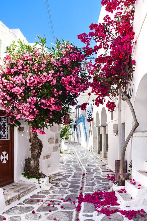 The universe around our brand is also this. 📍Naoussa, island of Paros, Greece #Greece #greeceisland #greeceinsta #Paros #naoussa #cyclades #summer2023 #bestplace #aesthetic #pinktree #whitestreet #travel #instaphoto #HDphoto #mykonos #santorin #pinterest Greece Wallpaper, Grecia Santorini, Narrow Street, Paros Island, Paros Greece, Mykonos Island, Flowers Photo, Romantic City, Mykonos Greece