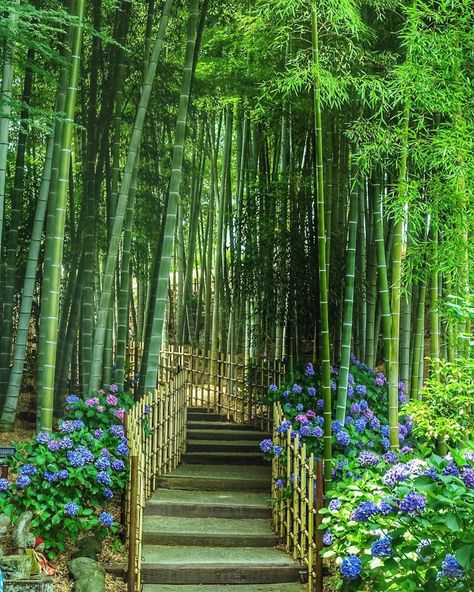 Kyoto lovers Miho on Instagram: “A temple with beautiful bamboo forest and hydrangea in Aichi prefecture  6/2020 It seems that many photographers will come here next year.…” Bamboo Forest Japan, Bamboo Farm, Bamboo Background, Bamboo Grove, Aquascape Design, Conservation Of Natural Resources, Landscape Flowers, Japanese Tree, Jungle Illustration