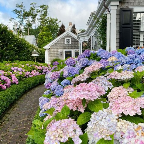 a nantucket summer on Instagram: “Loving every hydrangea variety this szn 😍⠀ ⠀ ⠀ ⠀ ⠀ ⠀ ⠀ ⠀ #anantucketsummer #nantucket #ack #summer #island #hydrangea #hydrangeas #flower…” Marthas Vineyard Summer Aesthetic, Nantucket Wedding Aesthetic, Martha's Vineyard Aesthetic, Nantucket Aesthetic, House In The Hamptons, Nantucket Summer, Hydrangea Varieties, Summer Island, England Summer