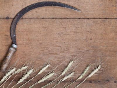 Old Farming Tools – Interesting Garden Tools From The Past Ancient Garden, Farming Tools, The Tools, Garden Spaces, Garden Tools, Old Fashioned, Halo, The Past, Tools