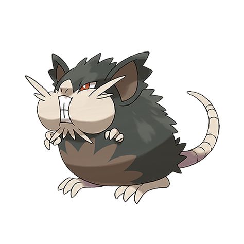 Raticate | Pokédex Alolan Raticate, Sun Pokemon, Pokemon Website, Pokémon Xyz, Mouse Pokemon, Pokemon Moon, Pokemon Alola, Pokemon Pokedex, Type Pokemon