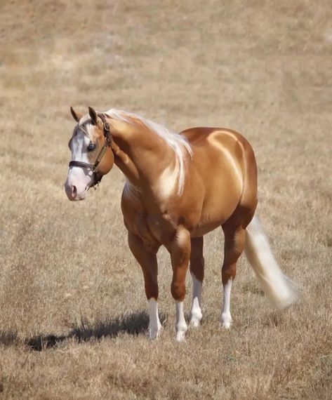 Cavalo Palomino, Chocolate Palomino, Buy A Horse, Beautiful Horses Photography, Cute Horse Pictures, Palomino Horse, Barrel Horse, Sport Horse, Cute Horses