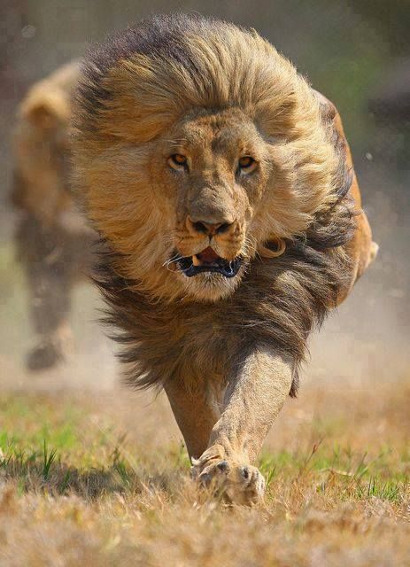 National Geographic: Fast Running Lions. Big cat expert Boone Smith explores each stage of a lion's kill and clocks their speed while in pursuit of prey. Lion Family, Lion Images, Image Chat, Lion Pictures, Like A Lion, Majestic Animals, Cheetahs, A Lion, African Animals