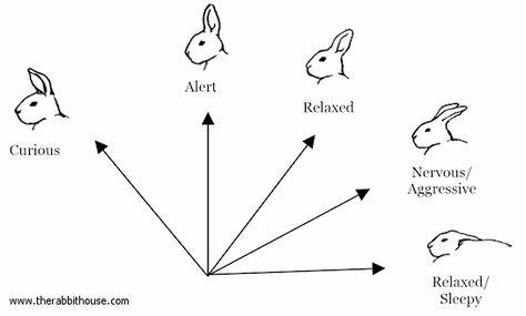 I need help understanding body language and poses - Rabbits Online Bunny Care Tips, Rabbit Behavior, Pet Rabbit Care, Rabbit Farm, Bunny Room, Raising Rabbits, Pet Bunny Rabbits, Rabbit Life, Indoor Rabbit