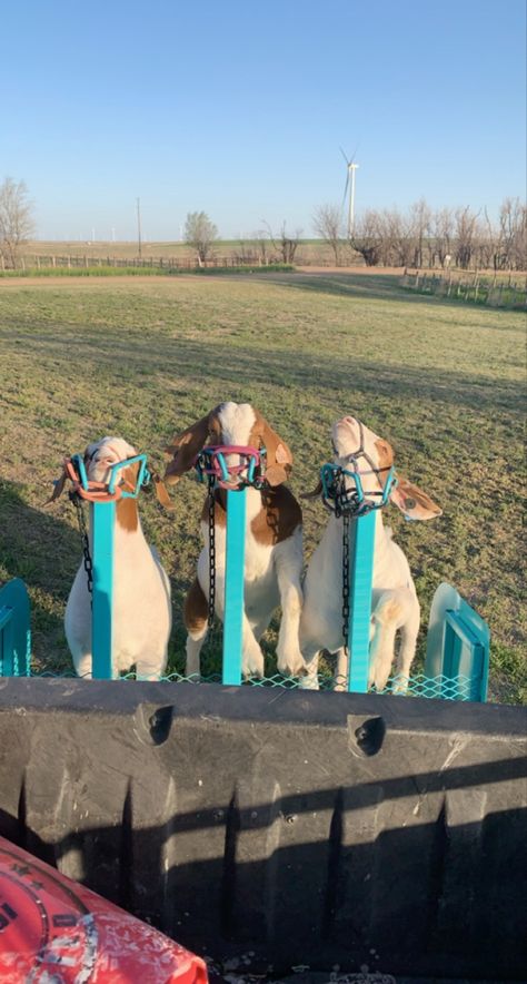 Goat Showing Tips, Showing Goats In 4h, Ffa Aesthetic, Goat Showing, Sheep Showing, 4h Goats, Livestock Showing, Livestock Judging, Lane Frost