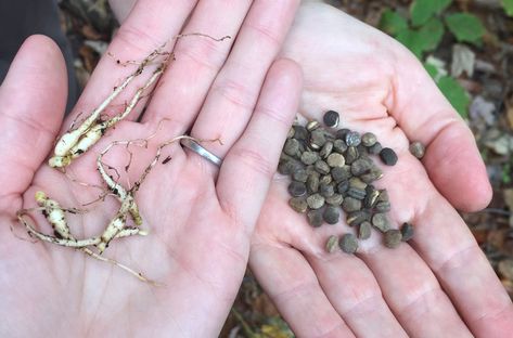 Appalachian Herbalism, Dandelion Salad, Dandelion Wine, Folk Medicine, Eastern Medicine, Sichuan Peppercorn, Identify Plant, Medicine Woman, Western Medicine