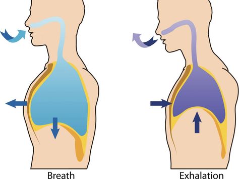 diagram of breathing and exhalation Gallbladder Removal, Natural Decongestant, Iv Fluids, How To Stop Snoring, Dream Symbols, When You Sleep, Shortness Of Breath, Respiratory System, Lungs