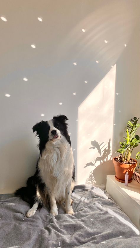 Border Collie And Cat, Border Collie Puppy Aesthetic, Mini Border Collie, Aesthetic Border Collie, Border Collie Photography, Border Collie Wallpaper, Border Collie Aesthetic, Puppy Border Collie, Dog Border Collie