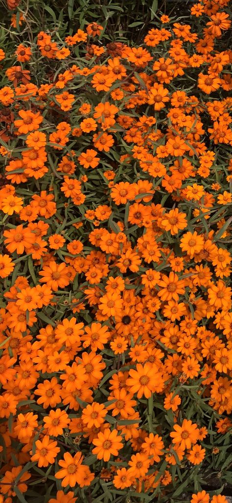 Orange Flower Wallpaper Aesthetic, Orange Spring Aesthetic, Orange Flowers Aesthetic Wallpaper, Orange Aesthetic Drawing, Orange Aesthetic Flowers, Orange Phone Theme, Orange Asthetics Wallpaper, Orange Sky Wallpaper, Orange Flower Aesthetic