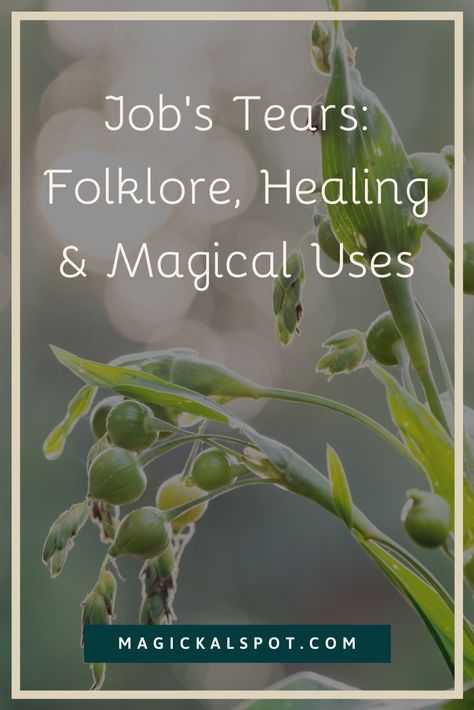 In this article, we'll learn more about Job's Tears, its folklore, healing, and magical uses. Jobs Tears Recipes, Jobs Tears Plant, Marjoram Magical Properties, Valerian Root Magical Properties, Motherwort Magical Properties, Tea Tree Magical Properties, Tears Meaning, Herb Magick, Jobs Tears