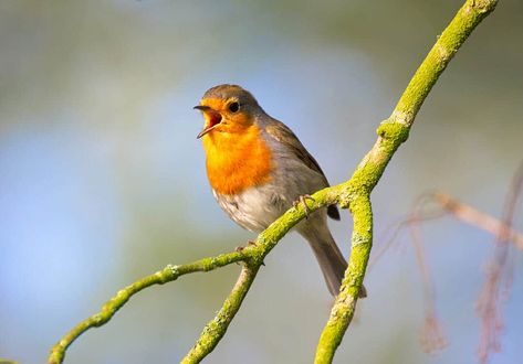 Regardless the decibel level, I can attest that my backyard is alive with the sound of (bird) music... #birds #singing #pandemic #quiet Hearing Things, Birds Singing, Learned Behaviors, Music Nature, Friday Fun, Singing Bird, Noise Pollution, Cave Paintings, Brain Health