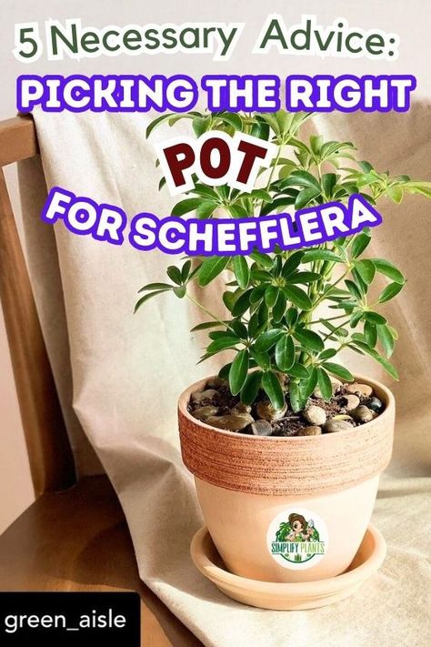 Schefflera Plant Care Houseplant (Umbrella Tree) -Pot for Schefflera, Schefflera pot size, Best pot material for Schefflera, 
Choosing the right pot for Schefflera, Ideal pot size for Schefflera, 
Schefflera container options, Potting Schefflera plant,   
Schefflera potting, Schefflera planter, Schefflera container, Pot selection 
for Schefflera, Schefflera potting mix, What Kind Of Pot Do You Use For Umbrella Tree, indoor plants, houseplants, Simplify Plants Schefflera Actinophylla House Plants, Schefflera Plant Care, Schefflera Plant, Umbrella Plant, Umbrella Tree, Plant Care Houseplant, Container Gardening Flowers, Plant Problems, Gardening Flowers